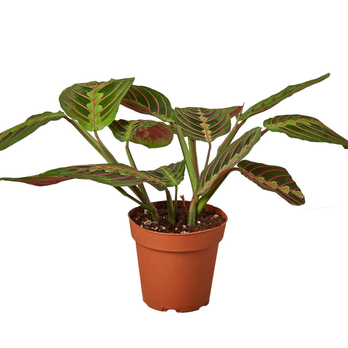 red maranta houseplant "red prayer plant" in nursery pot on white background