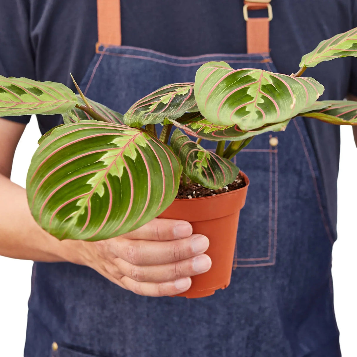 Person holding a red maranta houseplant in nursery pot.