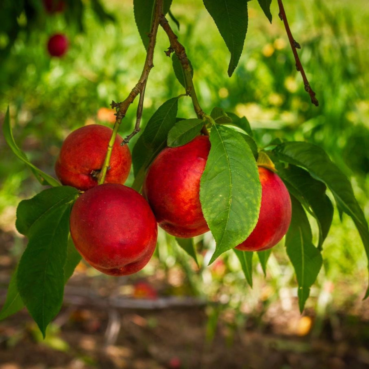 Close-up of ripe Flavortop nectarines hanging from a branch.