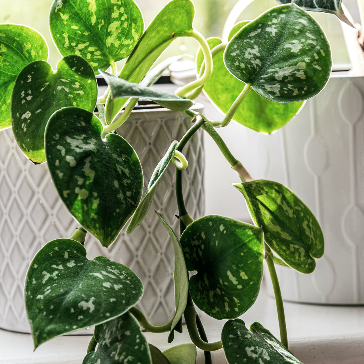 Satin Pothos houseplant in white planter with vines hanging all the way down the planter and out of frame