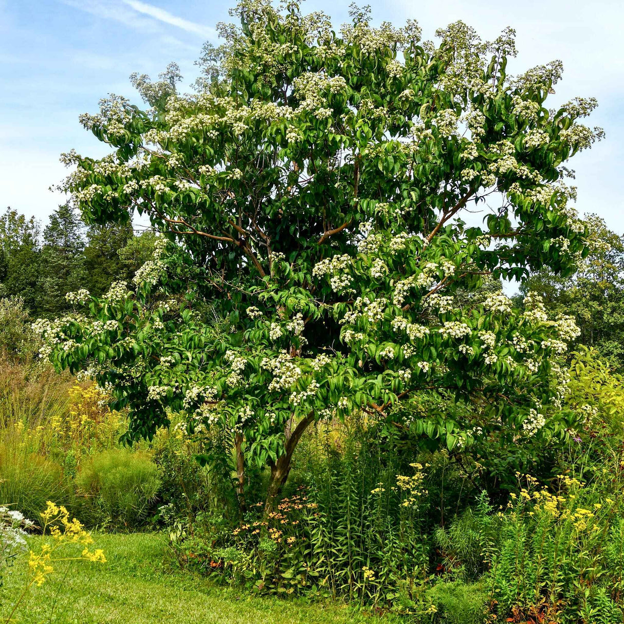 A mature Temple of Bloom® Seven-Son Flower tree with white blossoms, surrounded by lush greenery.