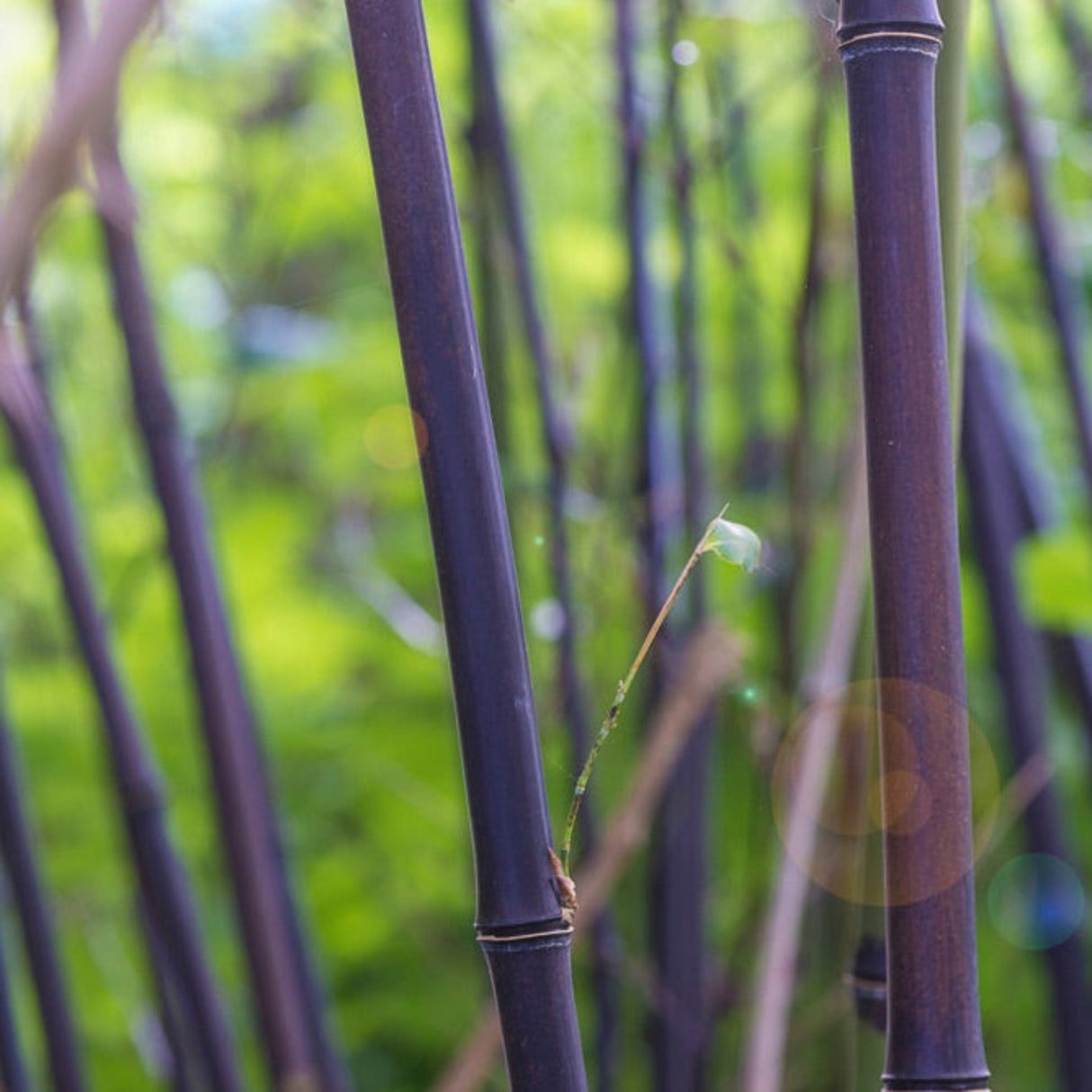 Black Bamboo (Phyllostachys nigra)