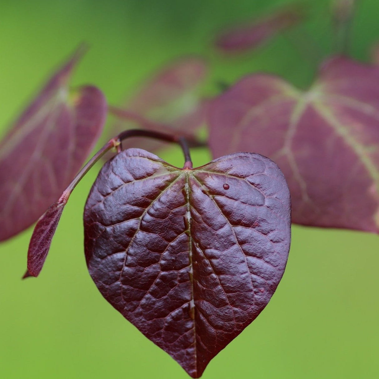 Close-up of a deep purple, heart-shaped leaf from the Ruby Falls Redbud Tree.