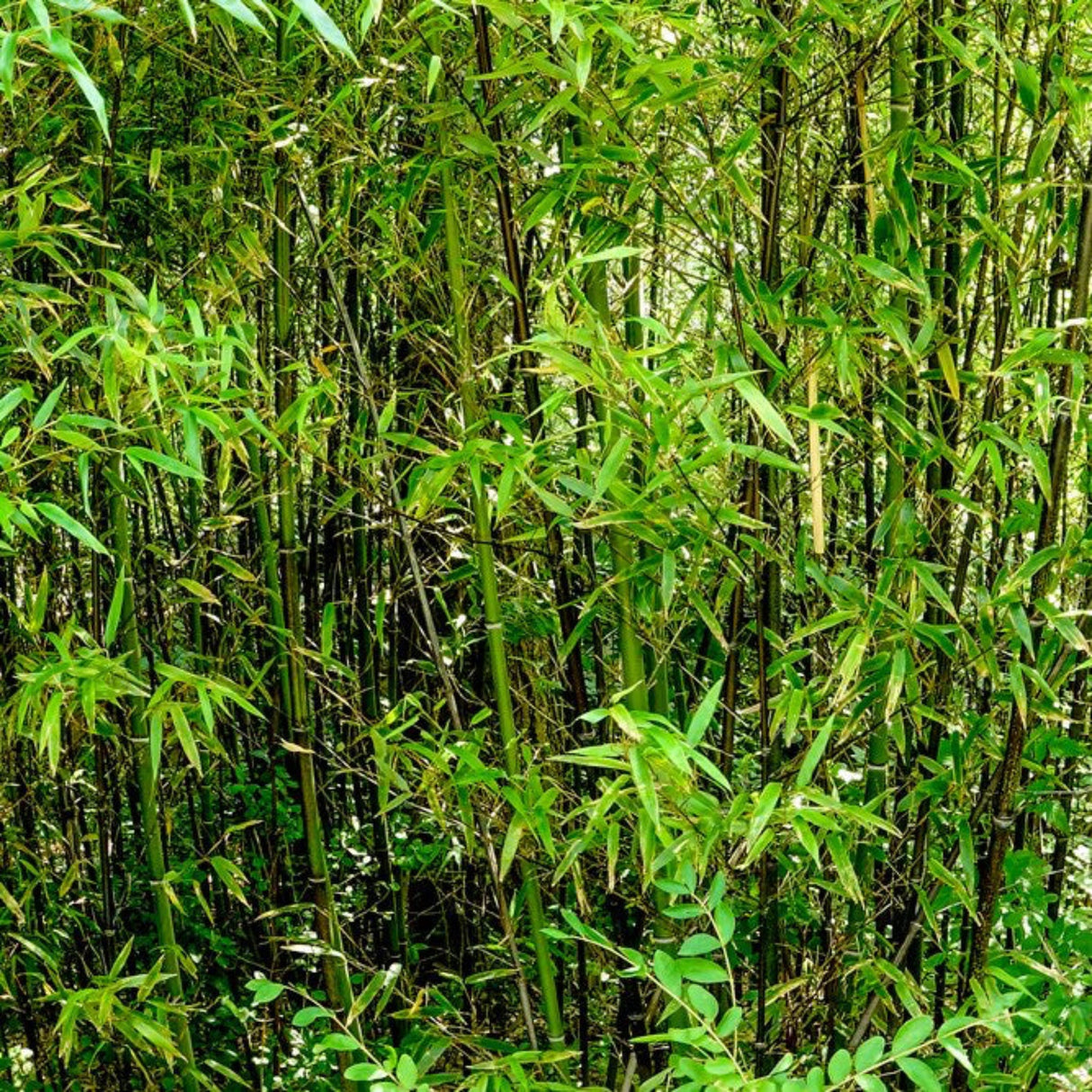 Black Bamboo (Phyllostachys nigra)