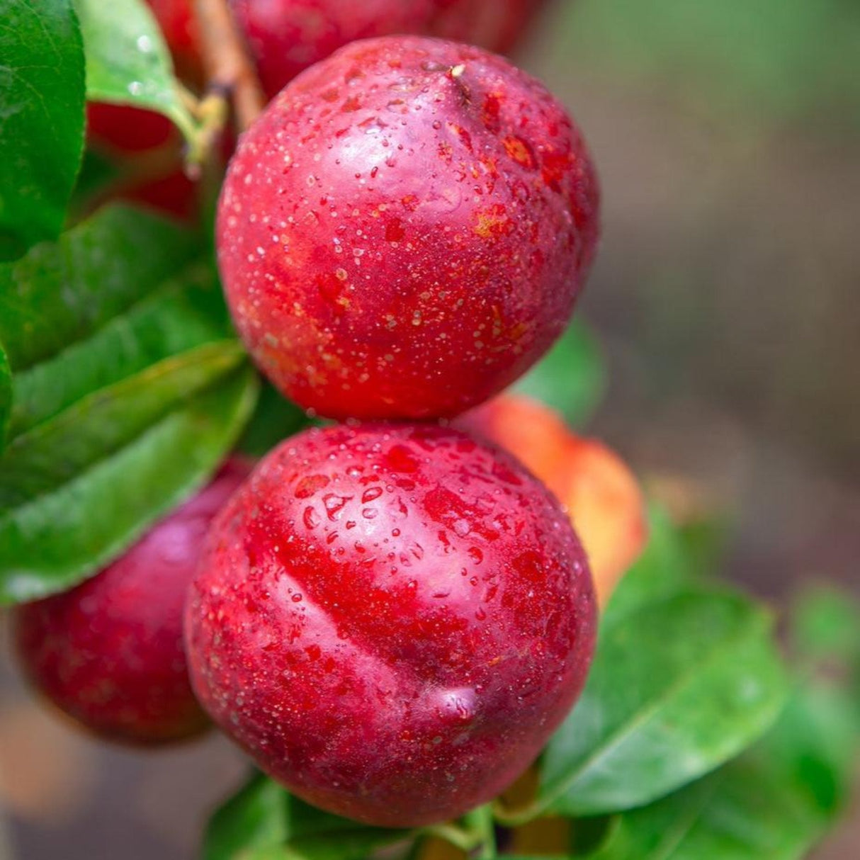 Two ripe Flavortop nectarines with smooth, red skin and green leaves.