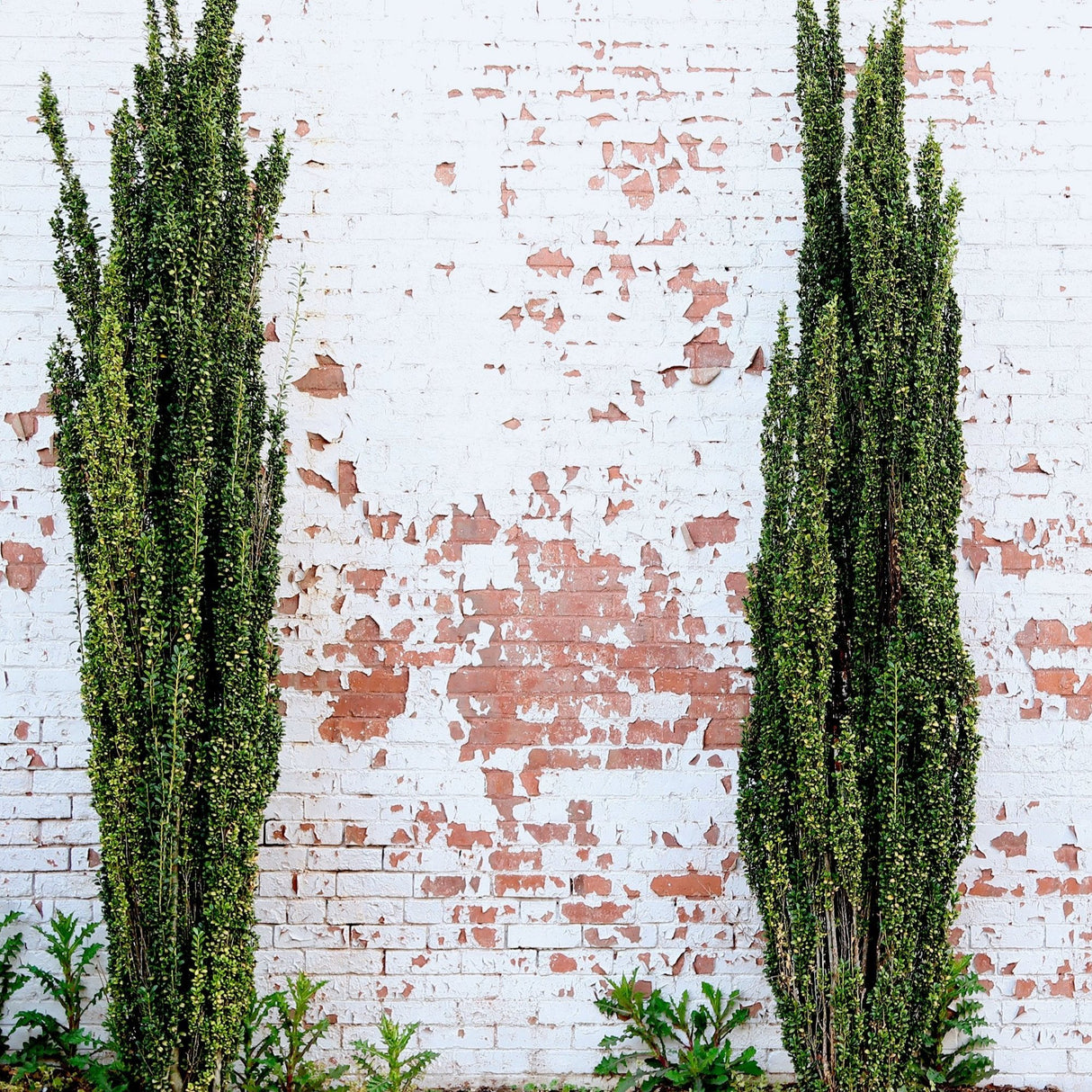 Two Sky Pencil Holly plants growing against a weathered white brick wall.