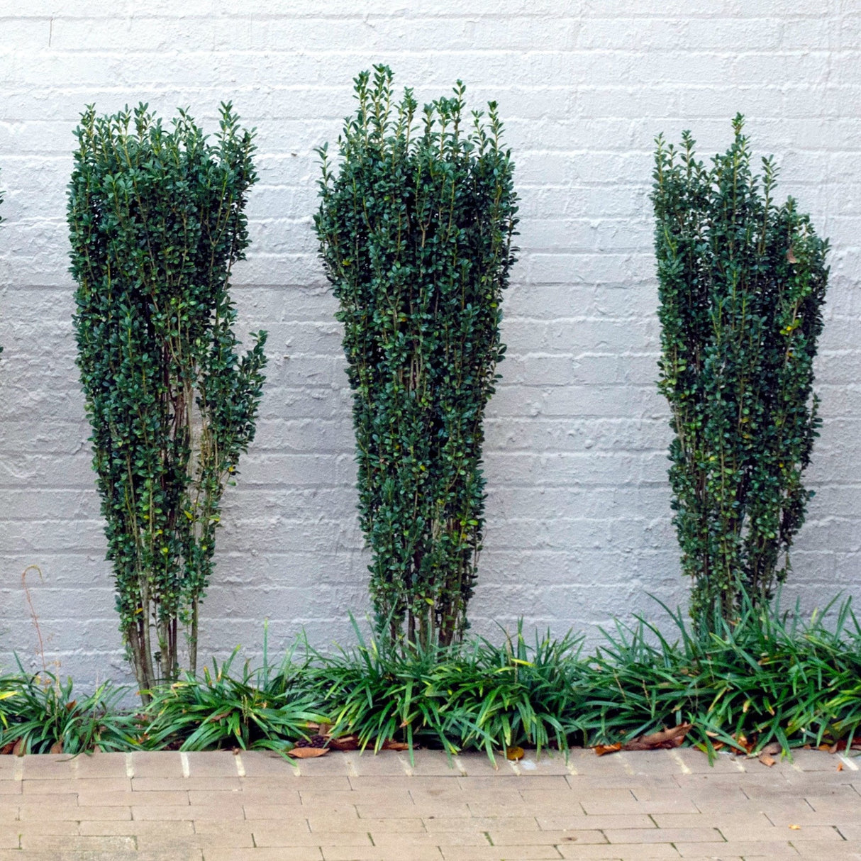 Three Sky Pencil Holly shrubs planted along a white wall with green ground cover.