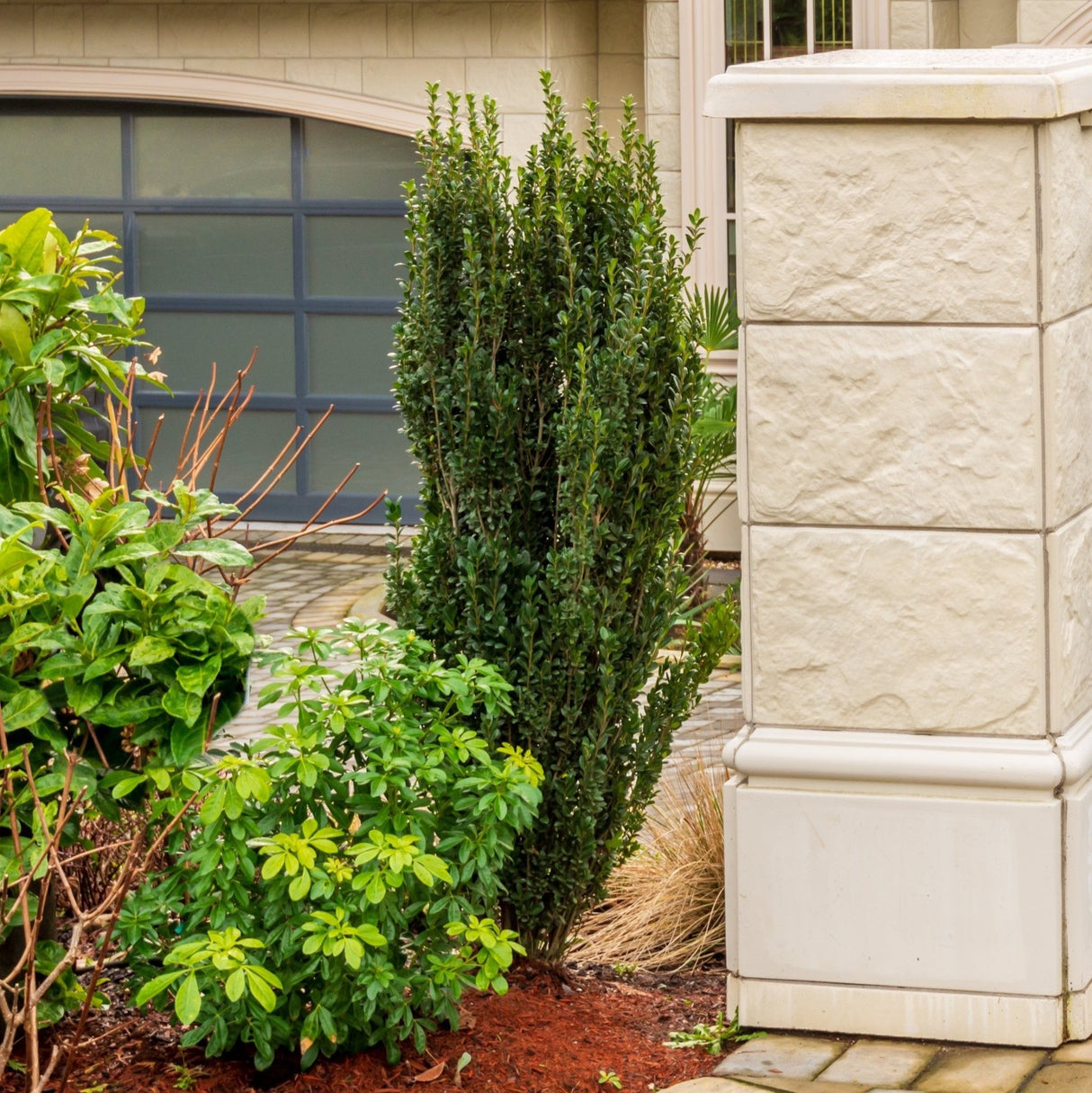 Sky Pencil Holly planted near a building corner with mulch and surrounding greenery.