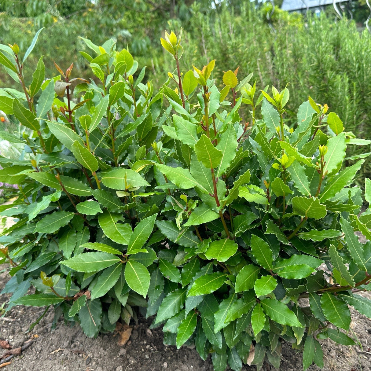 Unkept small bay laurel bush planted in a garden bed near rosemary