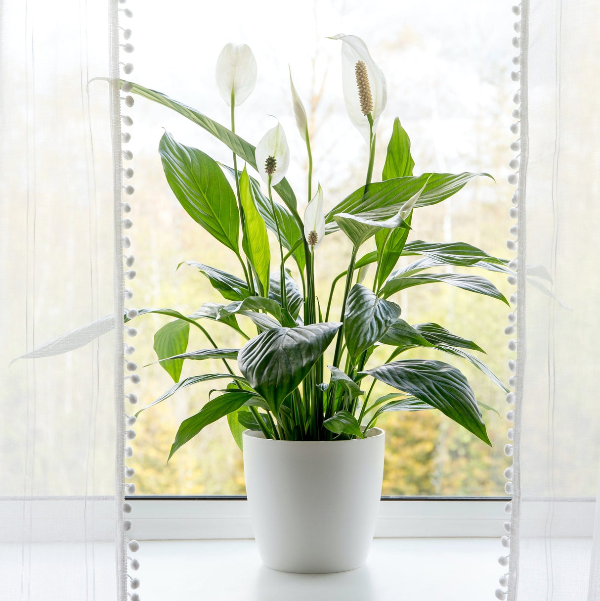 Large peace lily houseplant with several white bracts on a window sill with white curtains subtly draped in the foreground