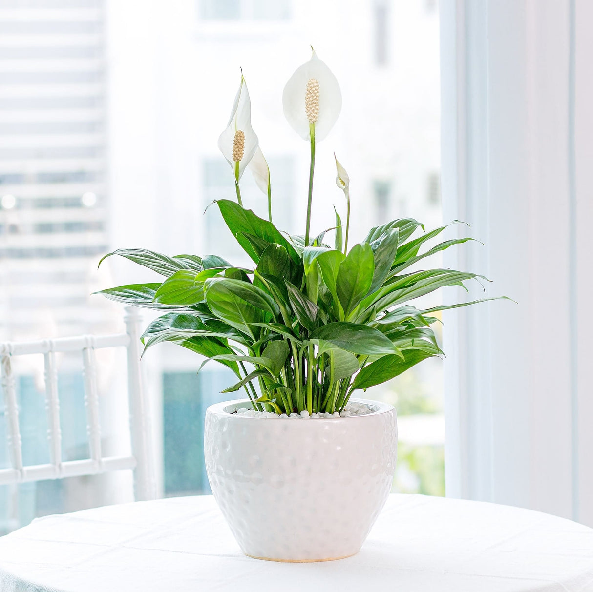Spathiphyllum peace lily houseplant with white bracts in a white planter on a table with window displaying blurred city view in the background