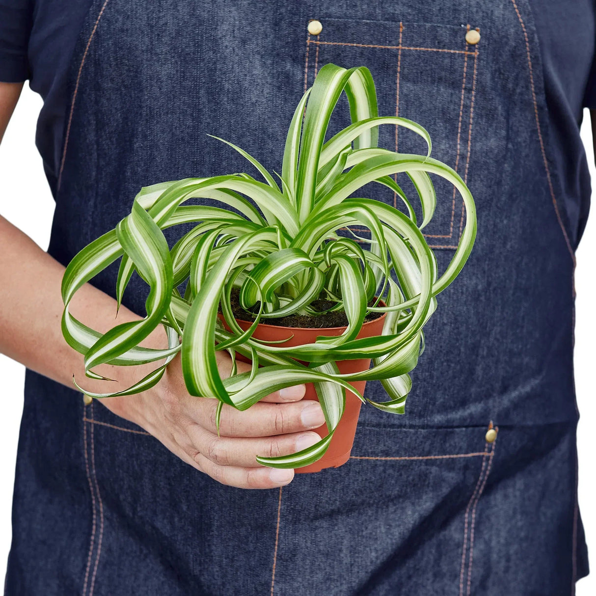 spider bonnie houseplant, small in a nursery planter being held by person in denim apron