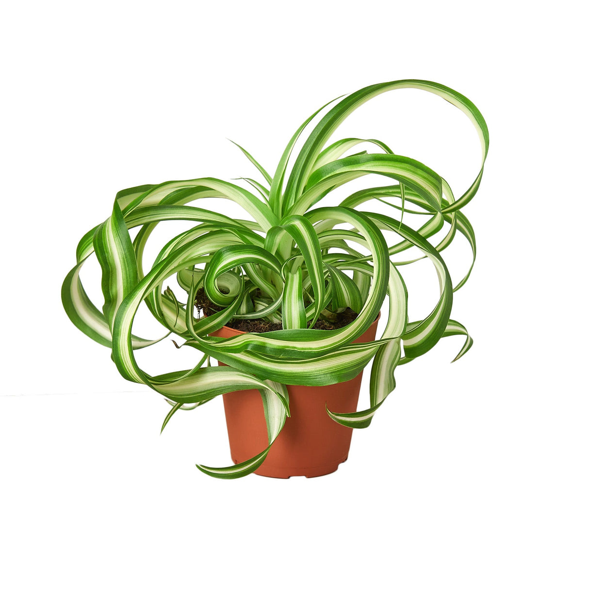 spider bonnie houseplant in nursery planter on white background