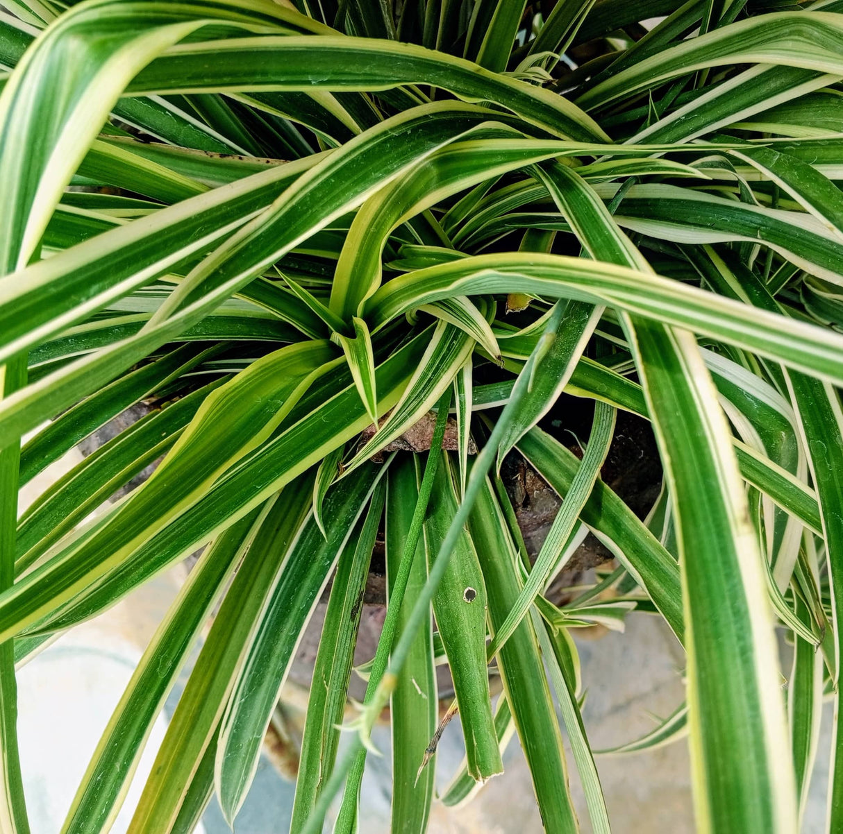 Foliage view of the spider plant reverse houseplant