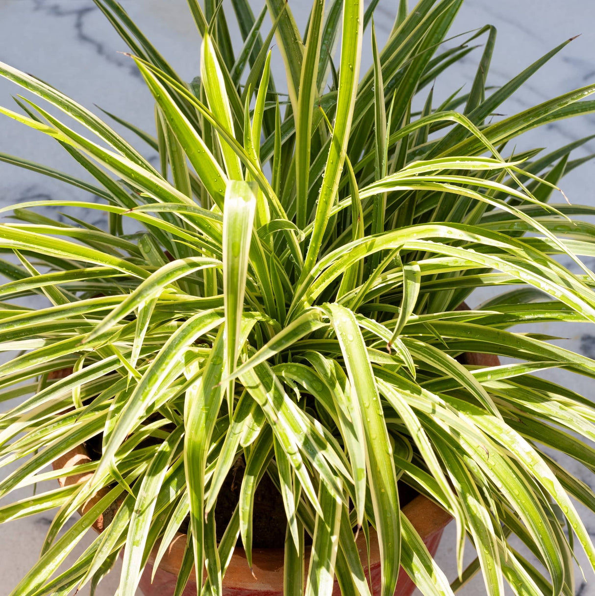 spider plant reverse houseplant in a glazed clay pot with a white and grey quartz countertop background