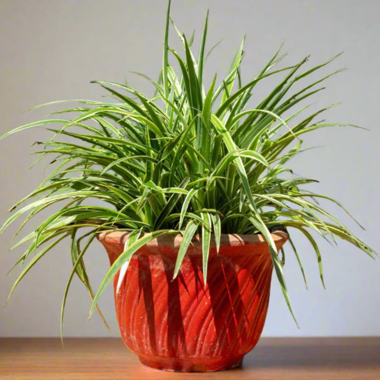 spider plant reverse houseplant sitting on a wood table in a red clay planter with grey background