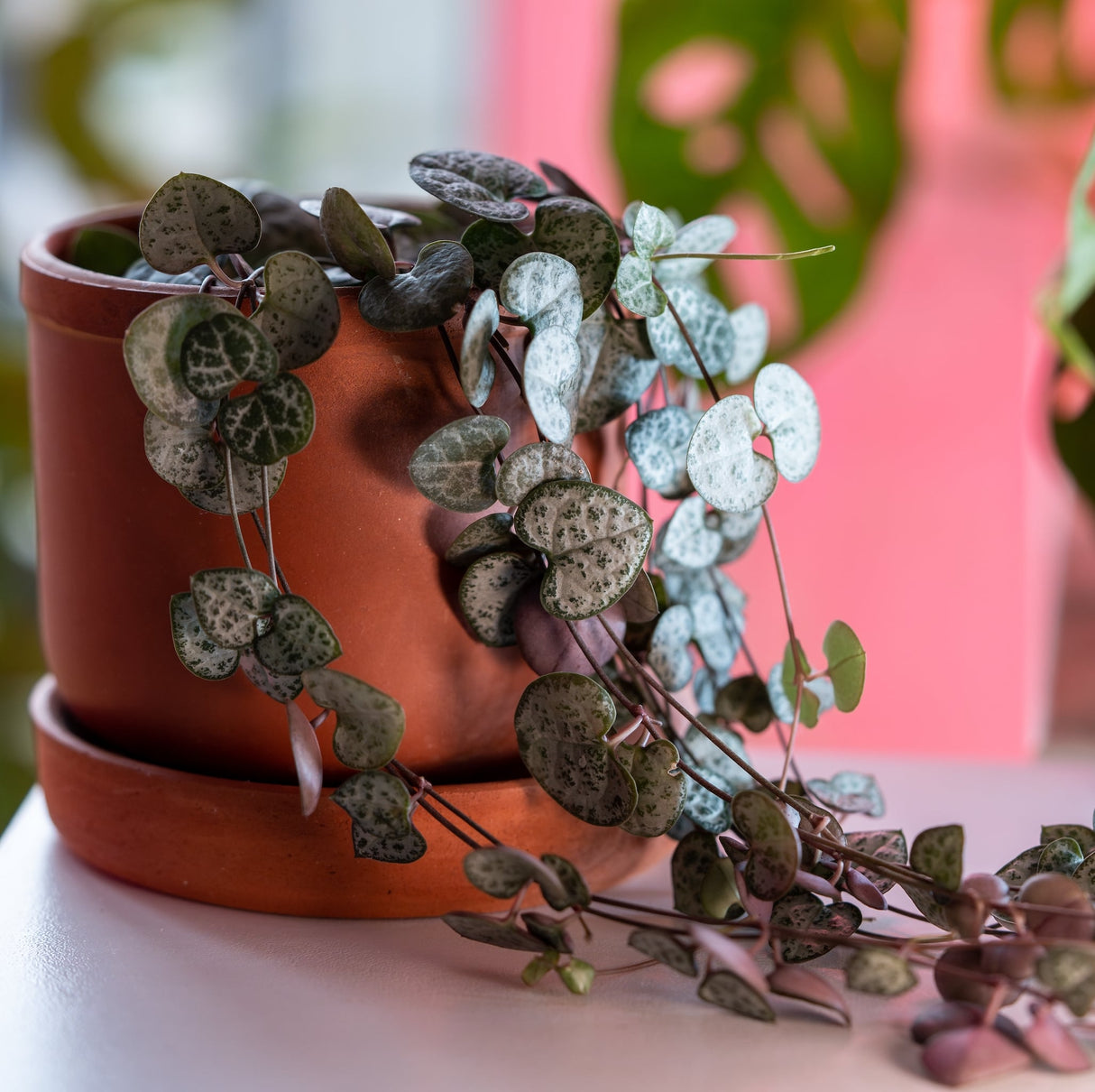 String of Hearts in a terracotta pot, trailing vines on a pink background.