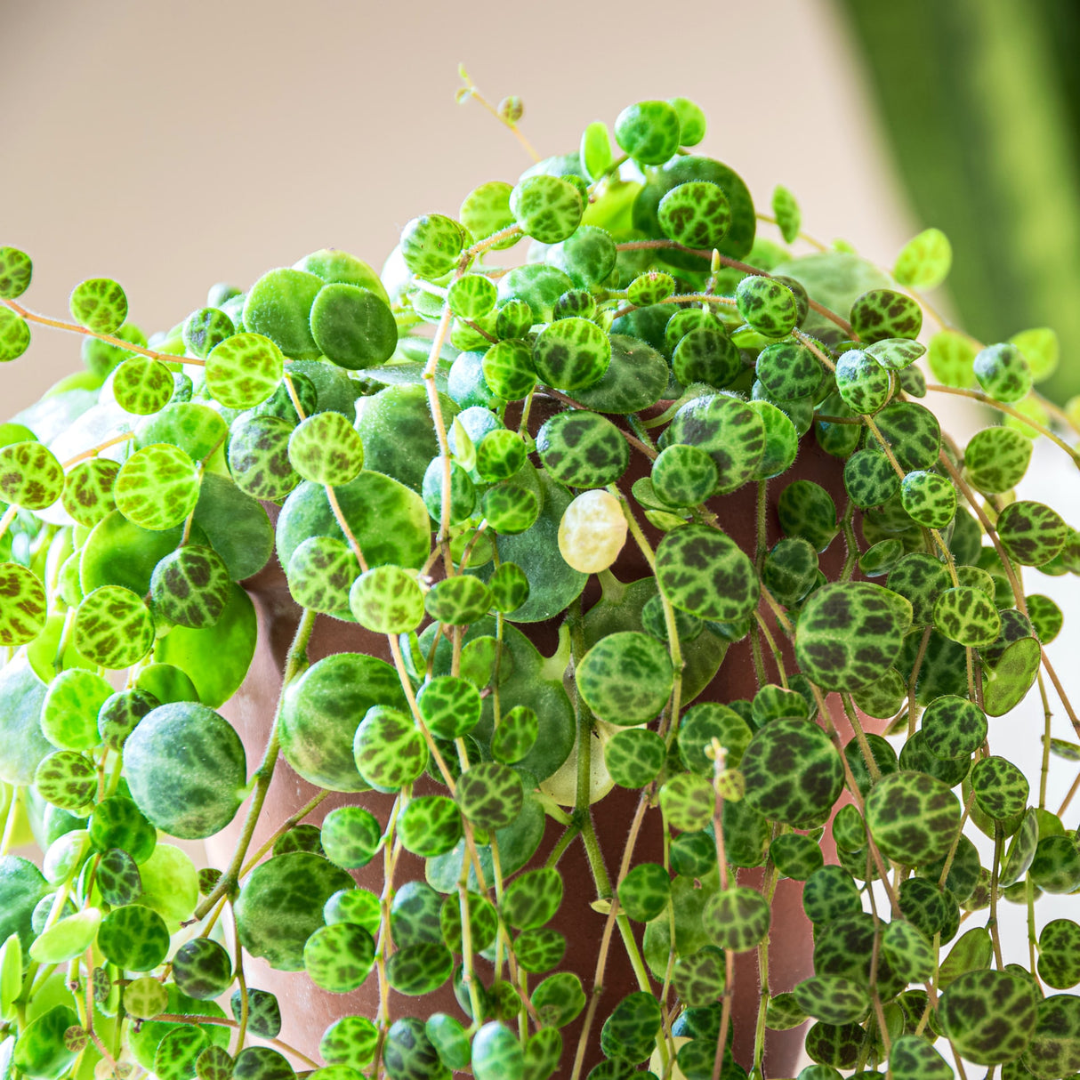 Close-up of a String of Turtles plant with cascading round green leaves patterned with dark veins.