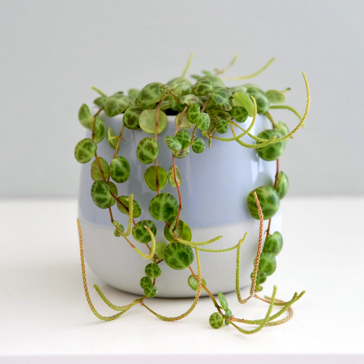 String of Turtles plant with trailing round green leaves in a glossy blue and white pot on a white surface.