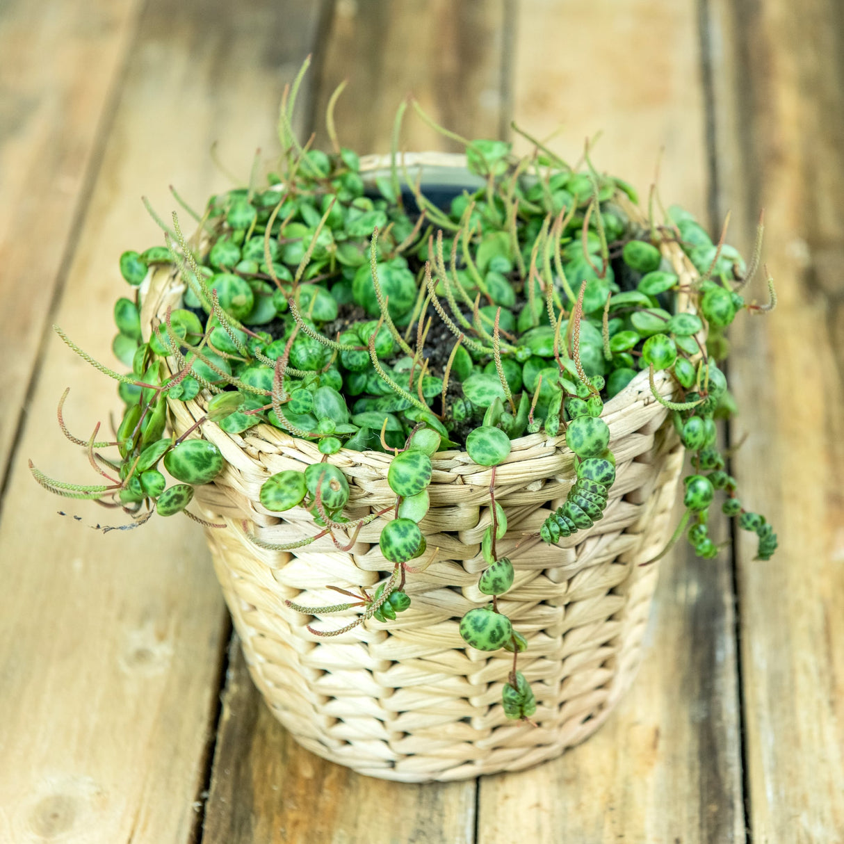 String of Turtles plant with round, patterned green leaves in a woven basket on a wooden surface.