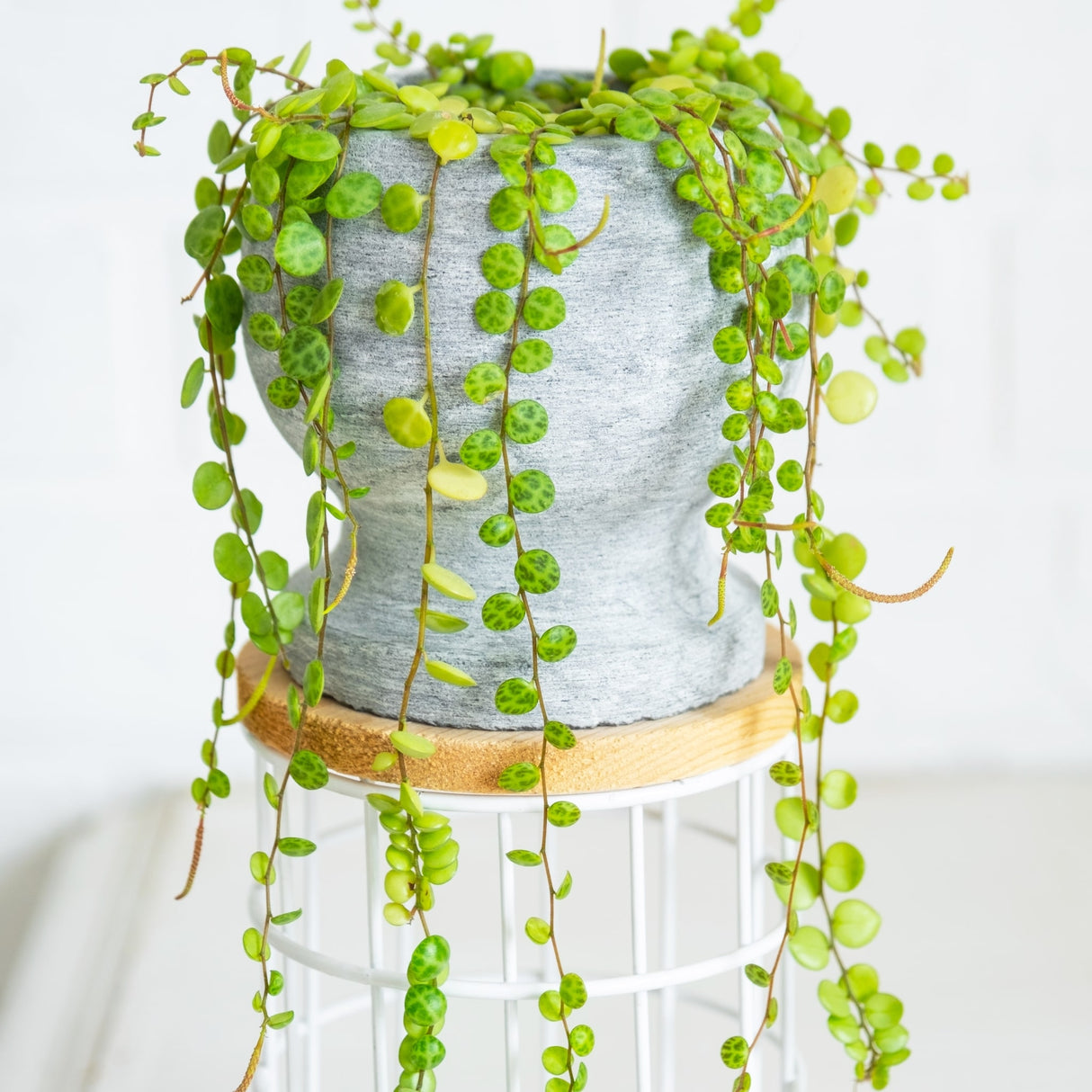 String of Turtles plant with cascading round, patterned green leaves in a gray pot on a white stand.