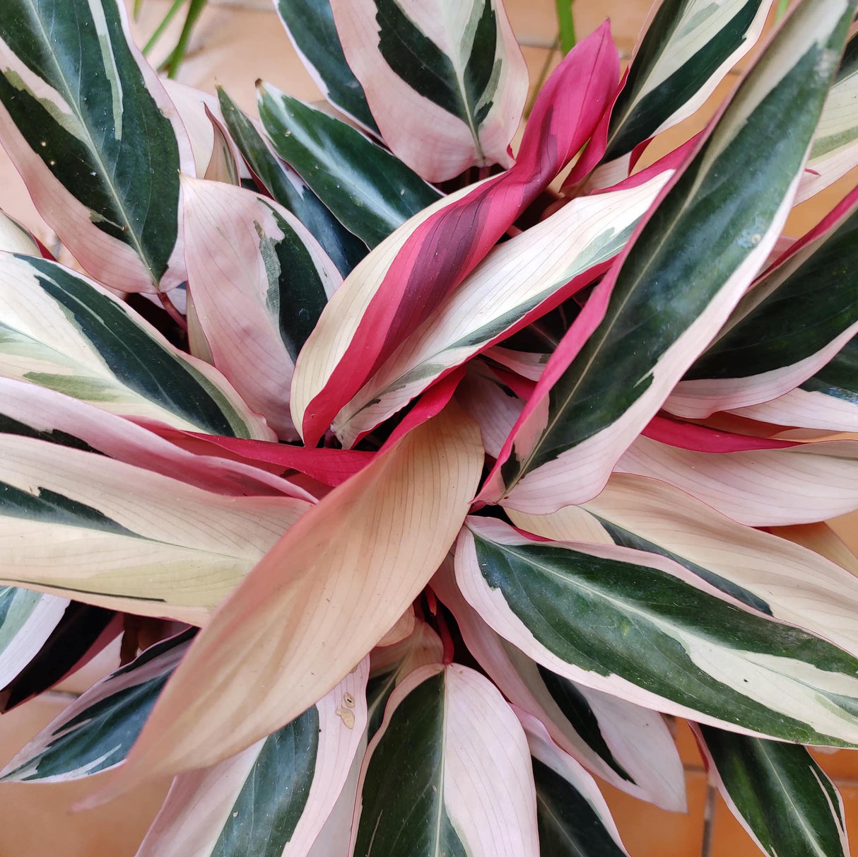 stromanthe triostar houseplant foliage showing the beautiful contrasting colors, including deep green, light pink, and deep pink.