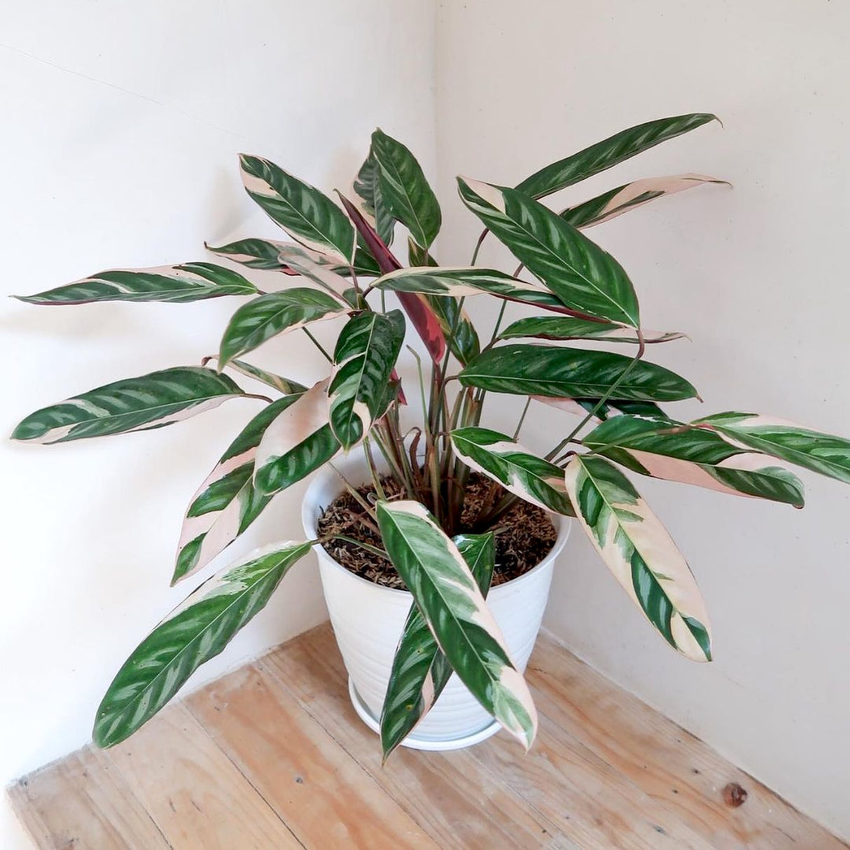 stromanthe triostar houseplant in white planter on a wooden floor