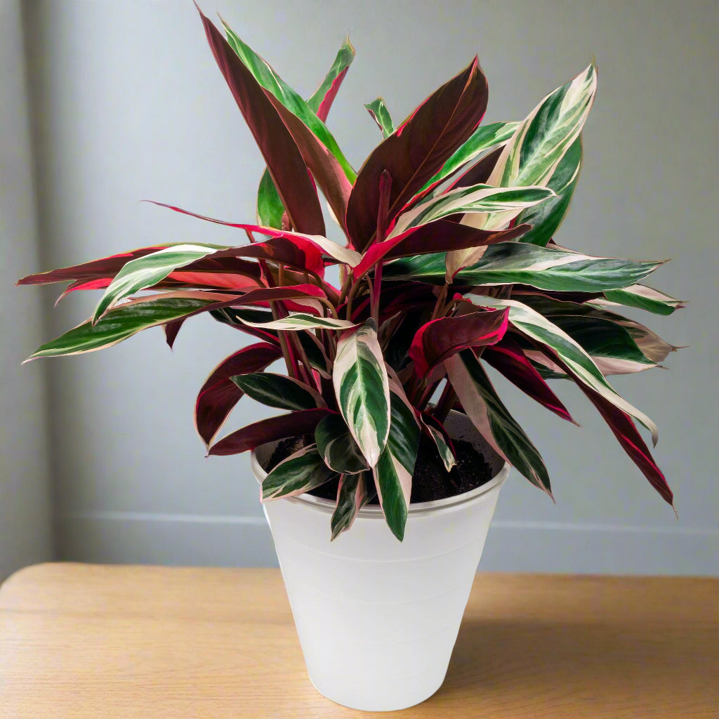 stromanthe triostar houseplant in a white pot on a wooden table