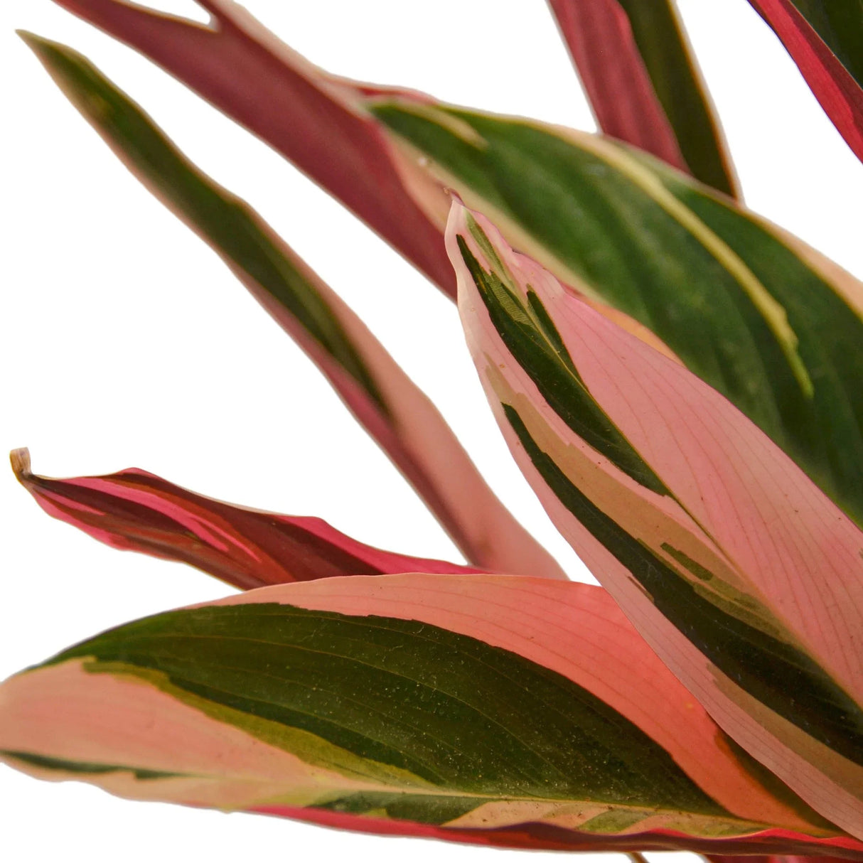 stromanthe triostar houseplant foliage close up showing the light pink and dark pink that's consistent on the tops of the foliage, and giving a view of the deep pink below