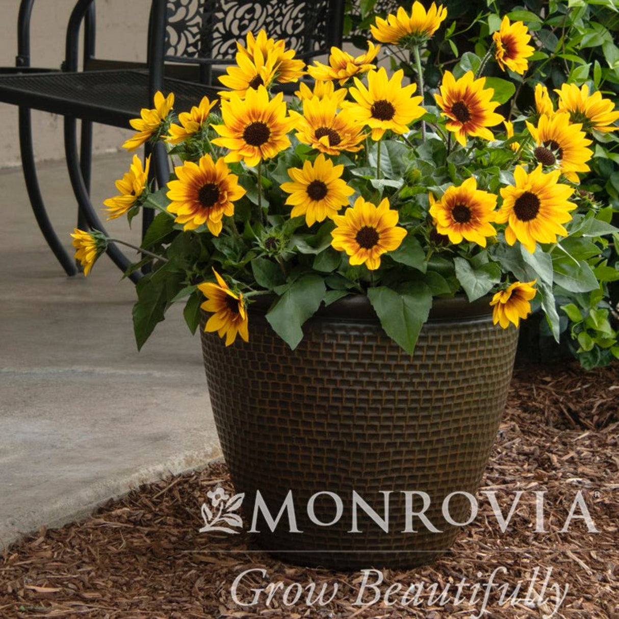 SunBelievable helianthus in a large textured pot beside a chair on a porch with mulch below.