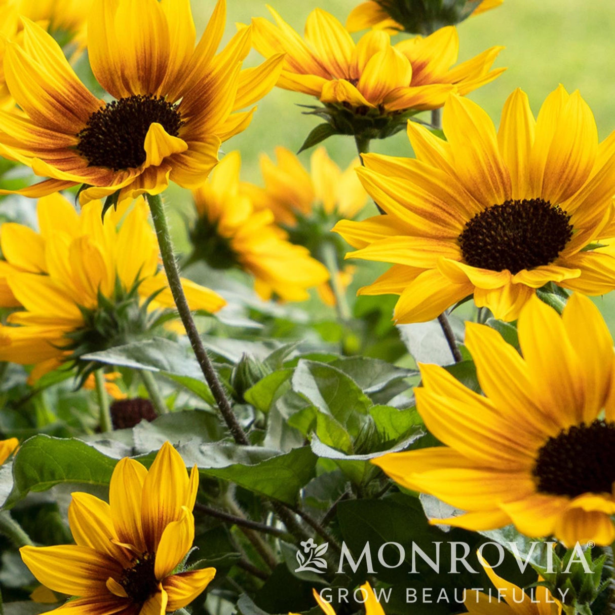 Close-up of bright yellow sunbelievable brown eyed girl helianthus blooms with dark brown eyes and lush green foliage.