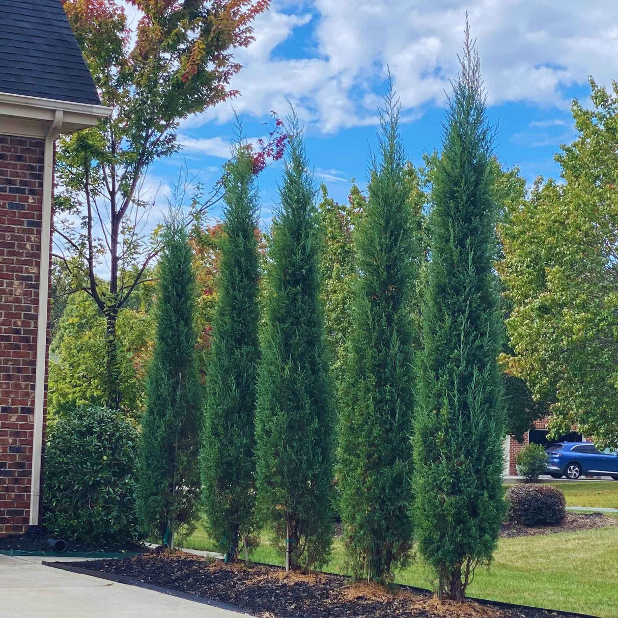 Taylor Juniper Trees