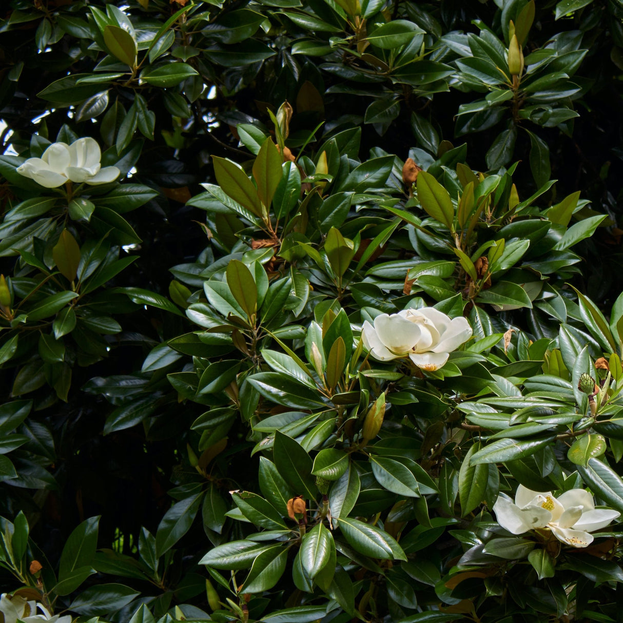 Close-up of glossy green leaves with white flowers blooming among them.