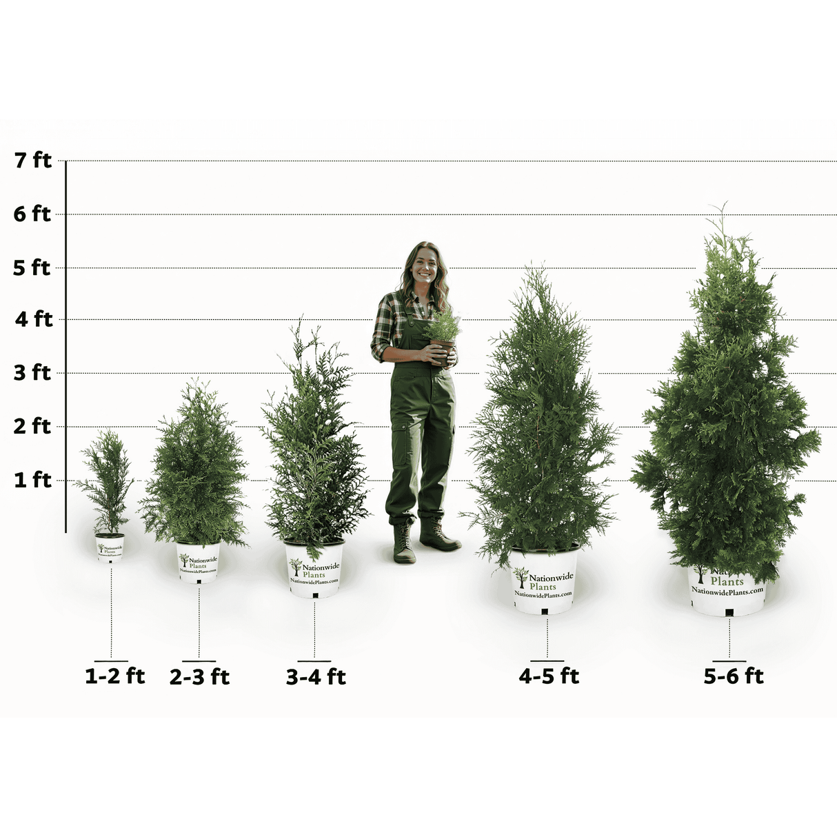 Thuja Green Giant Trees