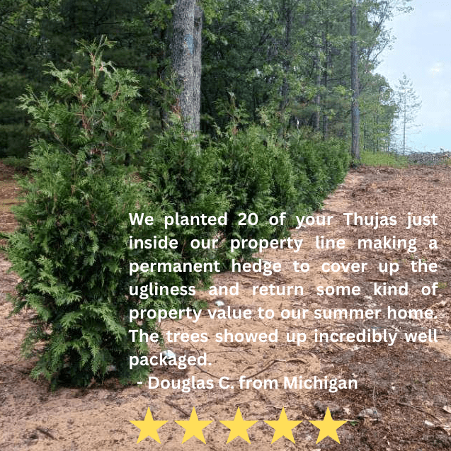 Thuja Green Giant Trees