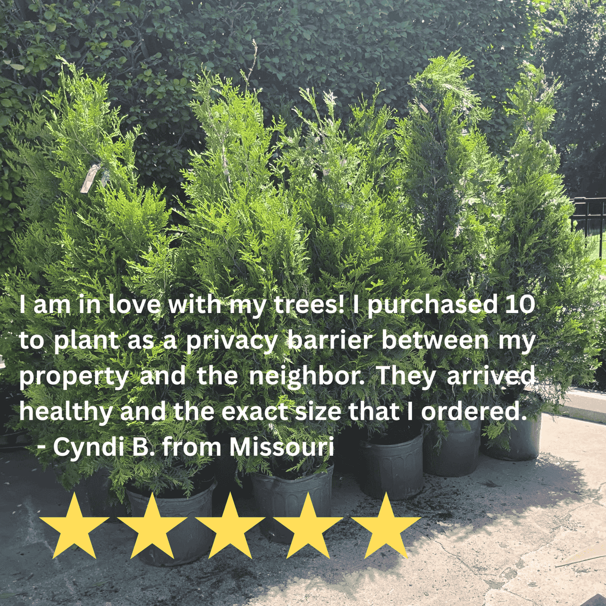 Thuja Green Giant Trees