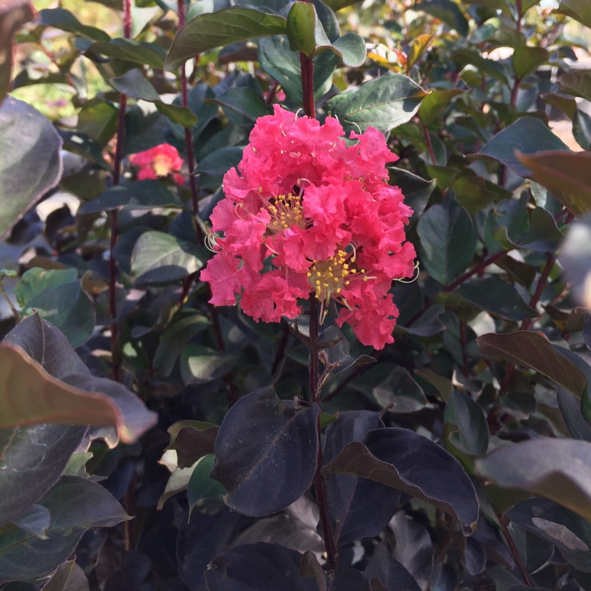 Close up of the flower of a coral book thunderstruck bloom with its maroon and green foliage.