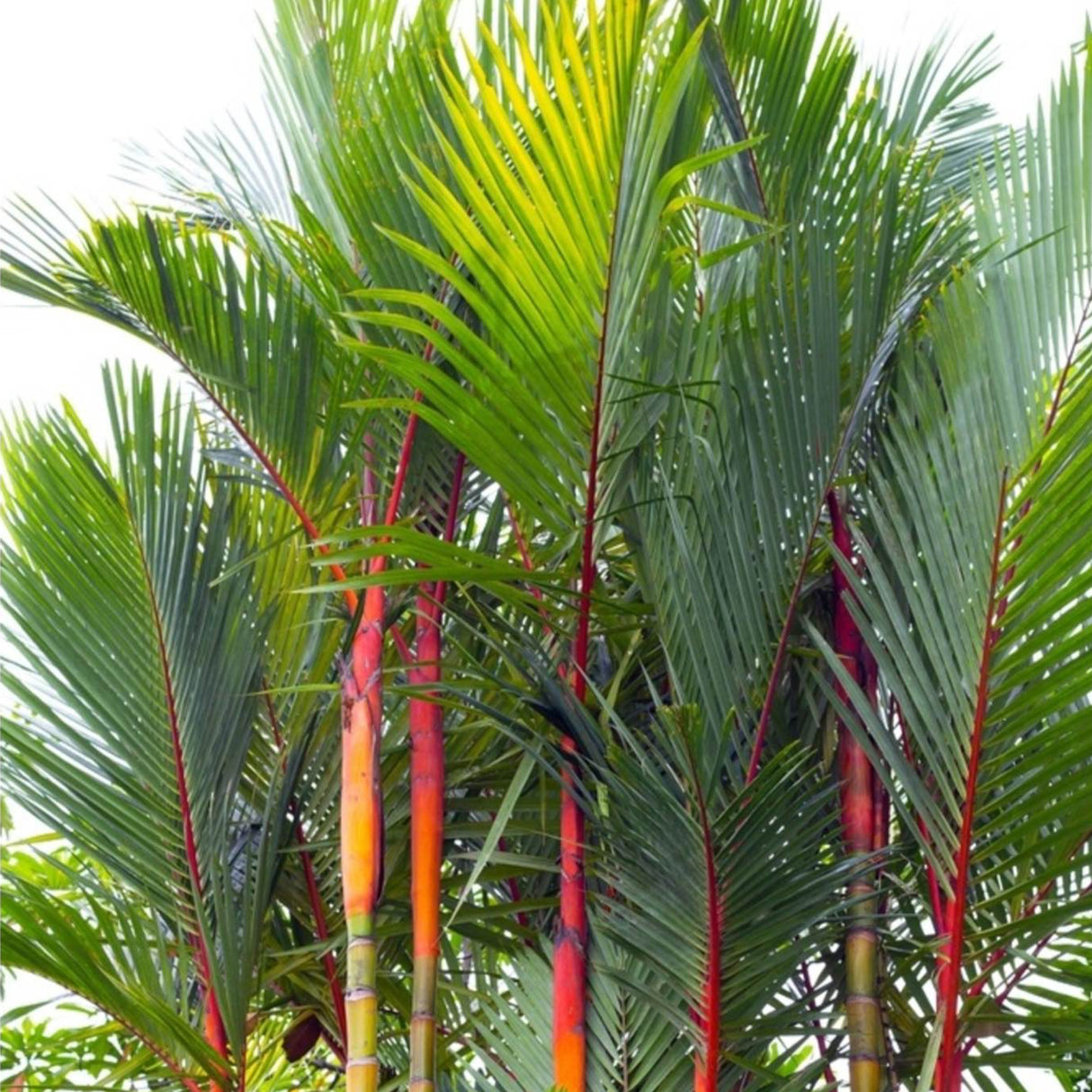 Close up of the tops of a cluster of lipstick palm trees