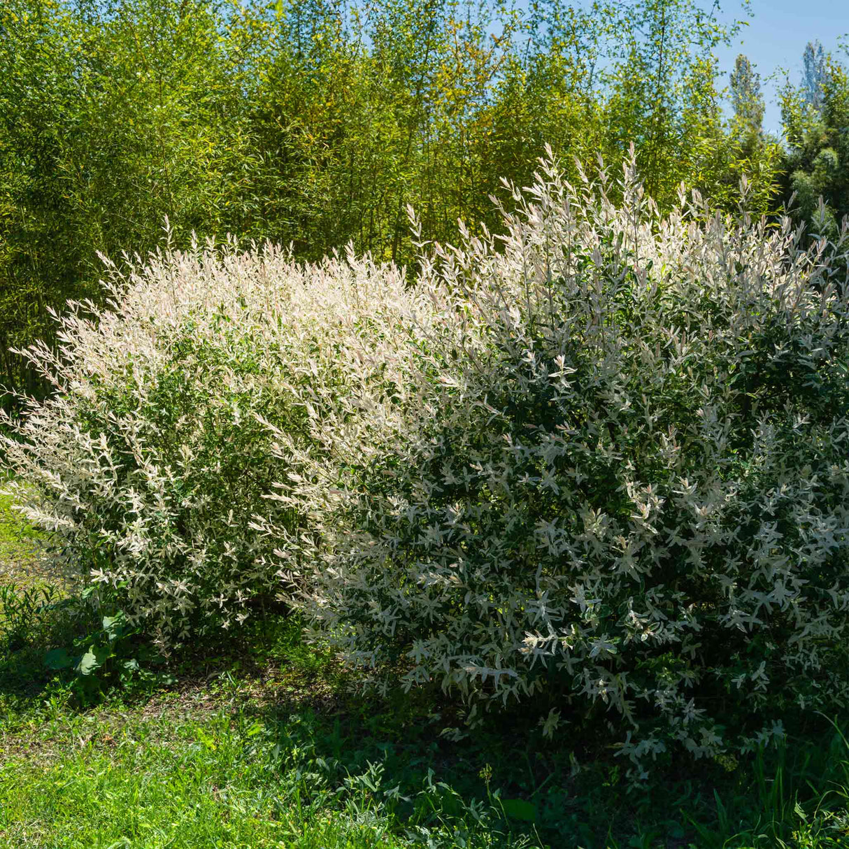 Multiple Tri-Color Dappled Willow Bushes growing together in a lush green setting.