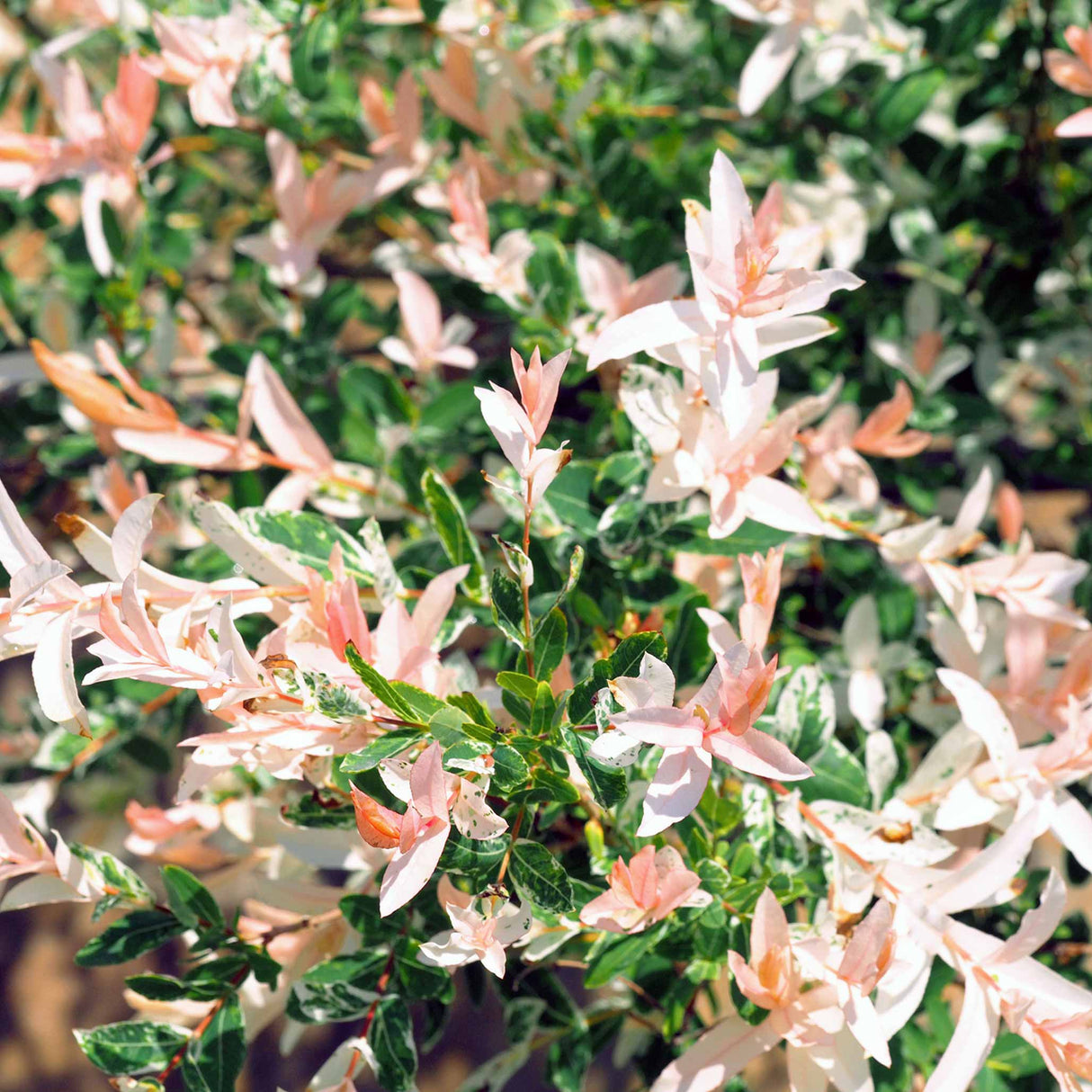 Close-up of Tri-Color Dappled Willow Bush leaves, showing soft pink and white hues.