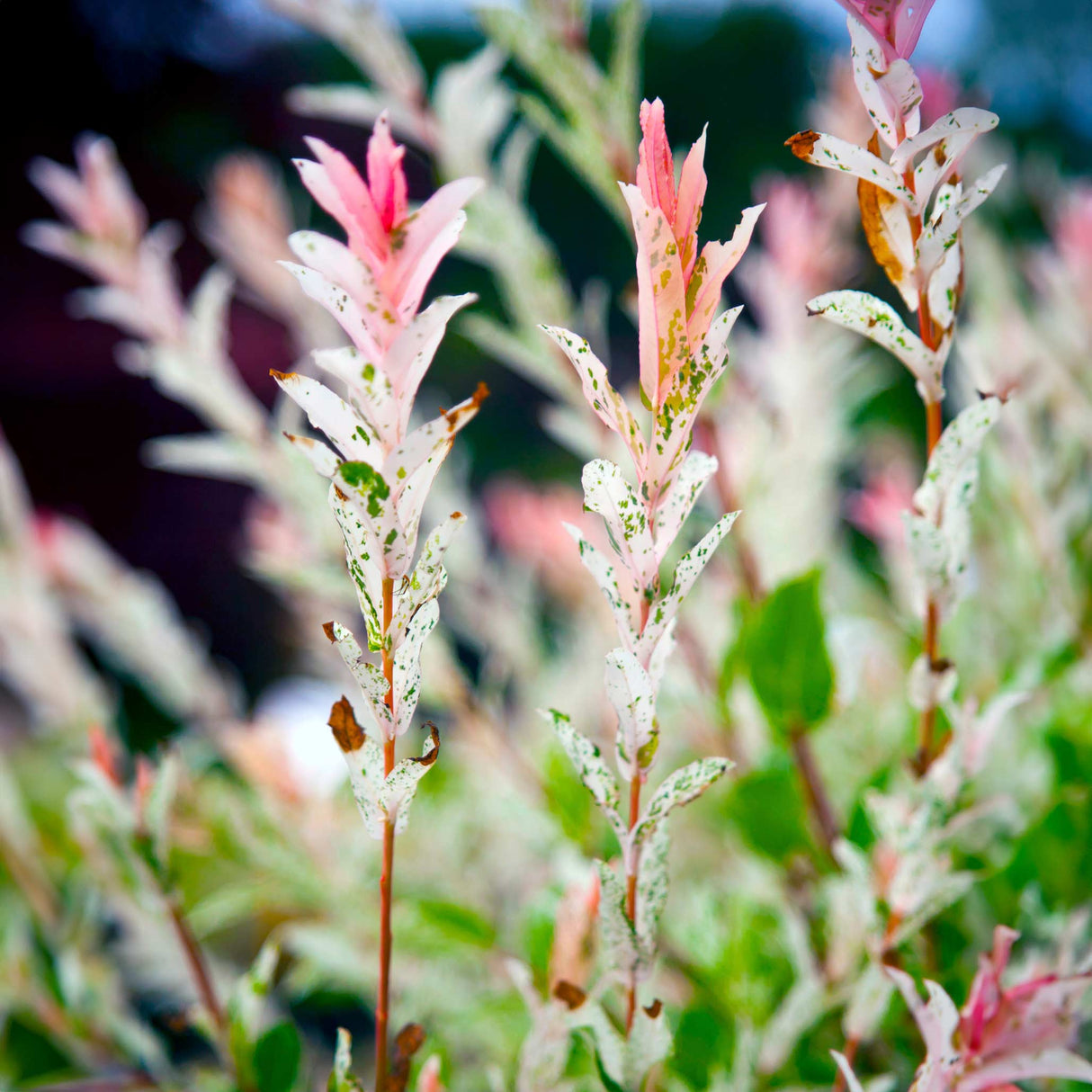 Close-up of Tri-Color Dappled Willow leaves, showing pink and white new growth.