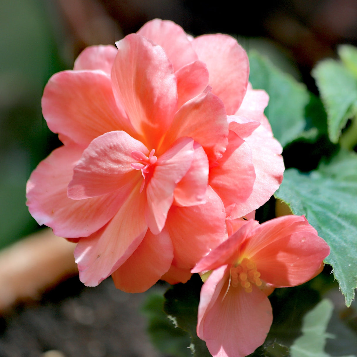 Double pink begonia in sunlight, showing delicate petals and a small secondary bloom nearby.