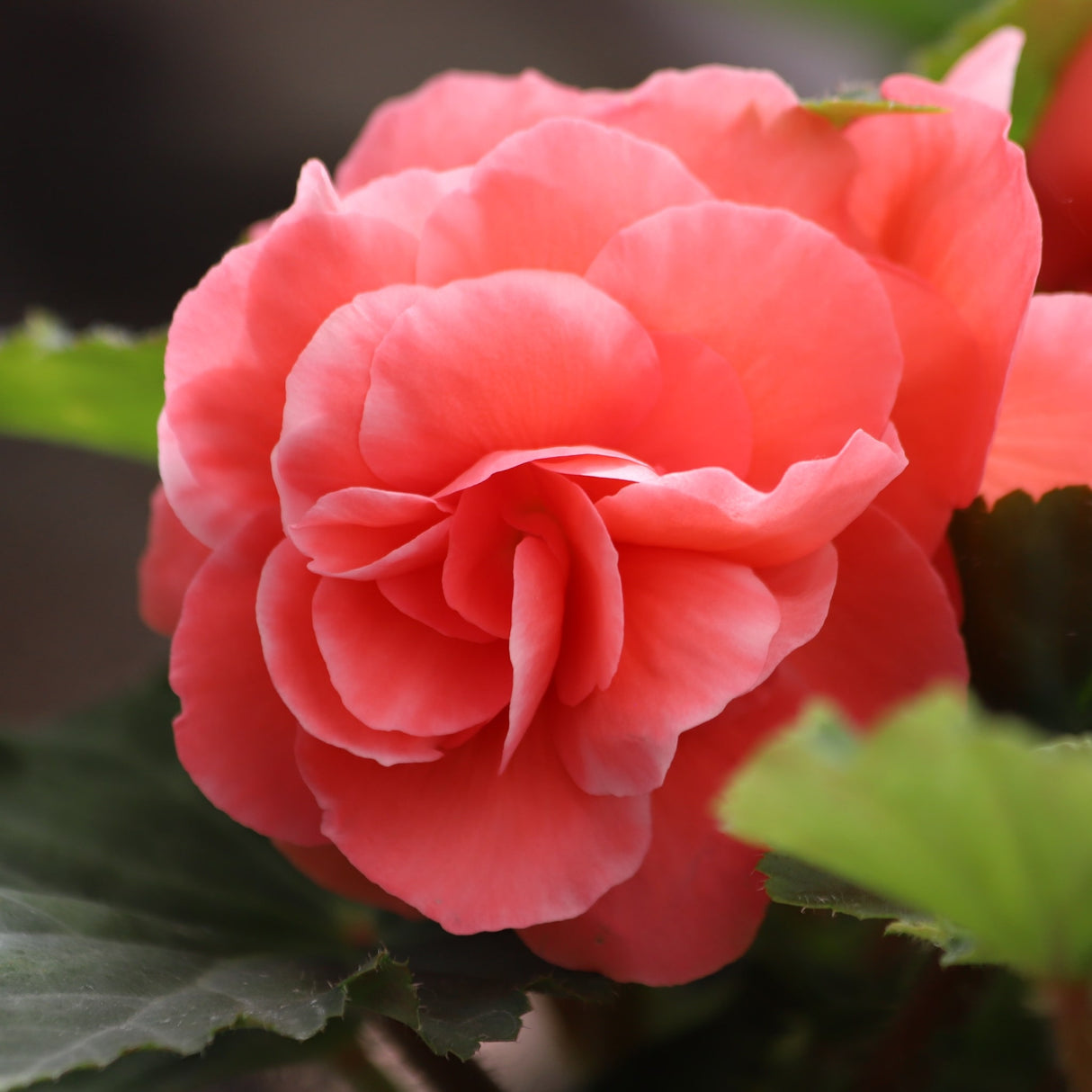 Close-up of a double pink begonia flower with layered petals and dark green leaves in the background.