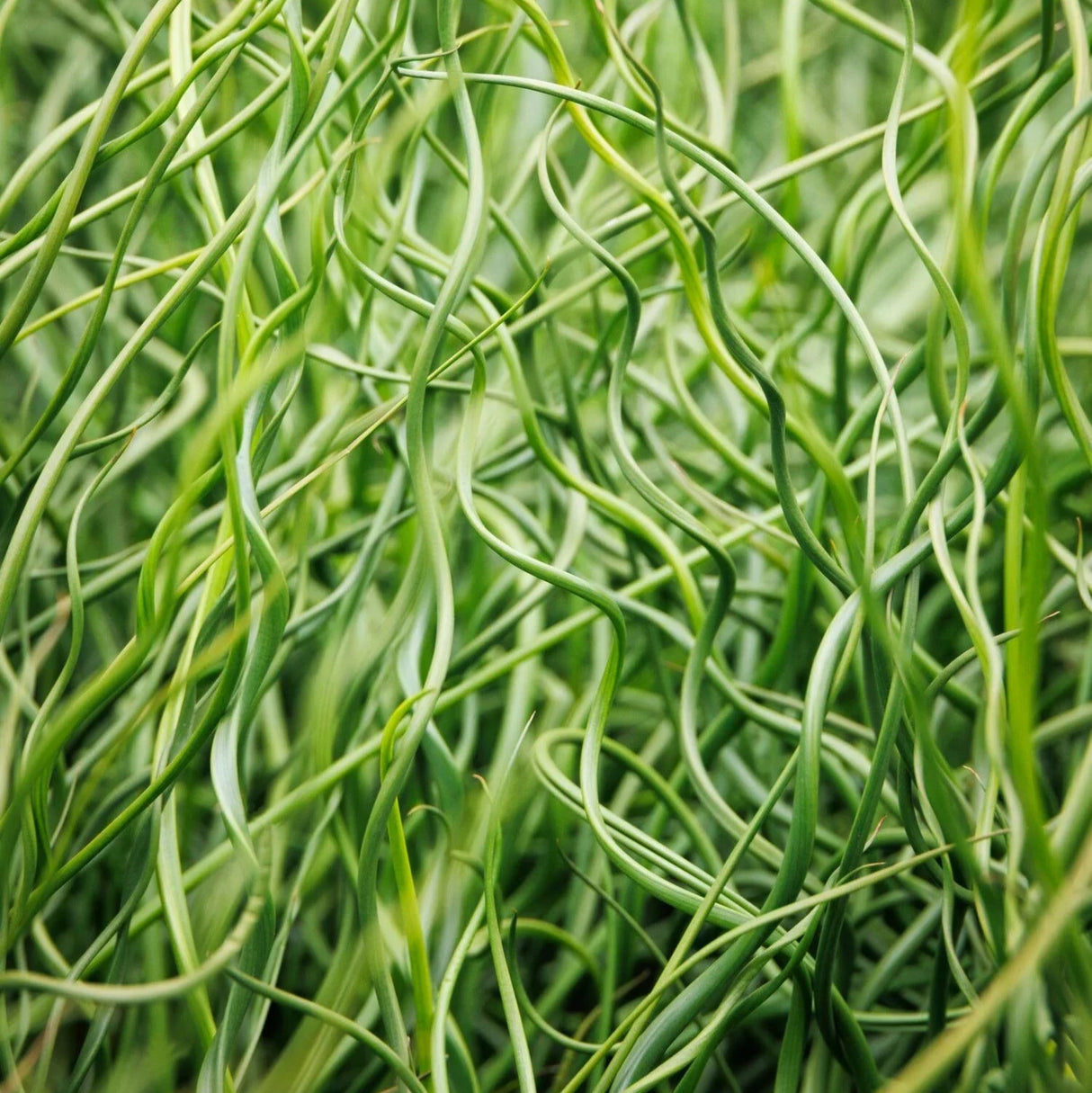 Dense twister grass foliage with blurred twisted grass int the background.