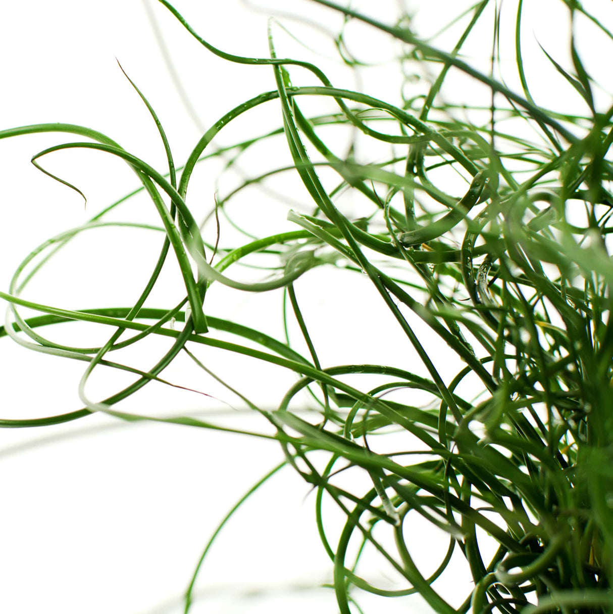 Close up of Twister Grass with twisted spirals of green foliage against white background.