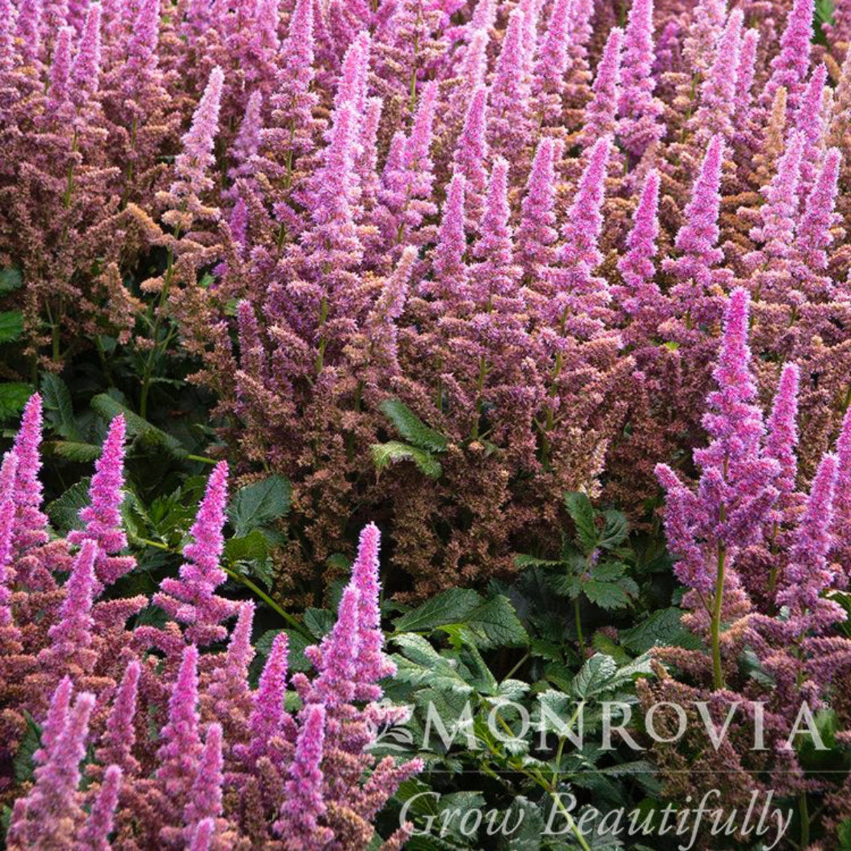 Dense group of vision in pink astilbe in bloom.