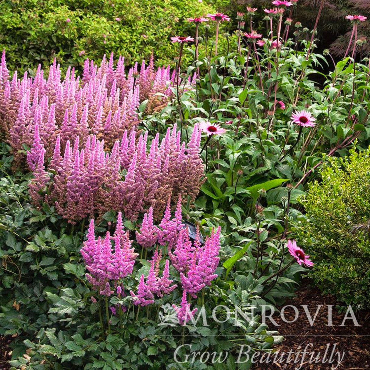 Vision in pink astilbe flowers in bloom growing with other perennials near boxwood shrubs.