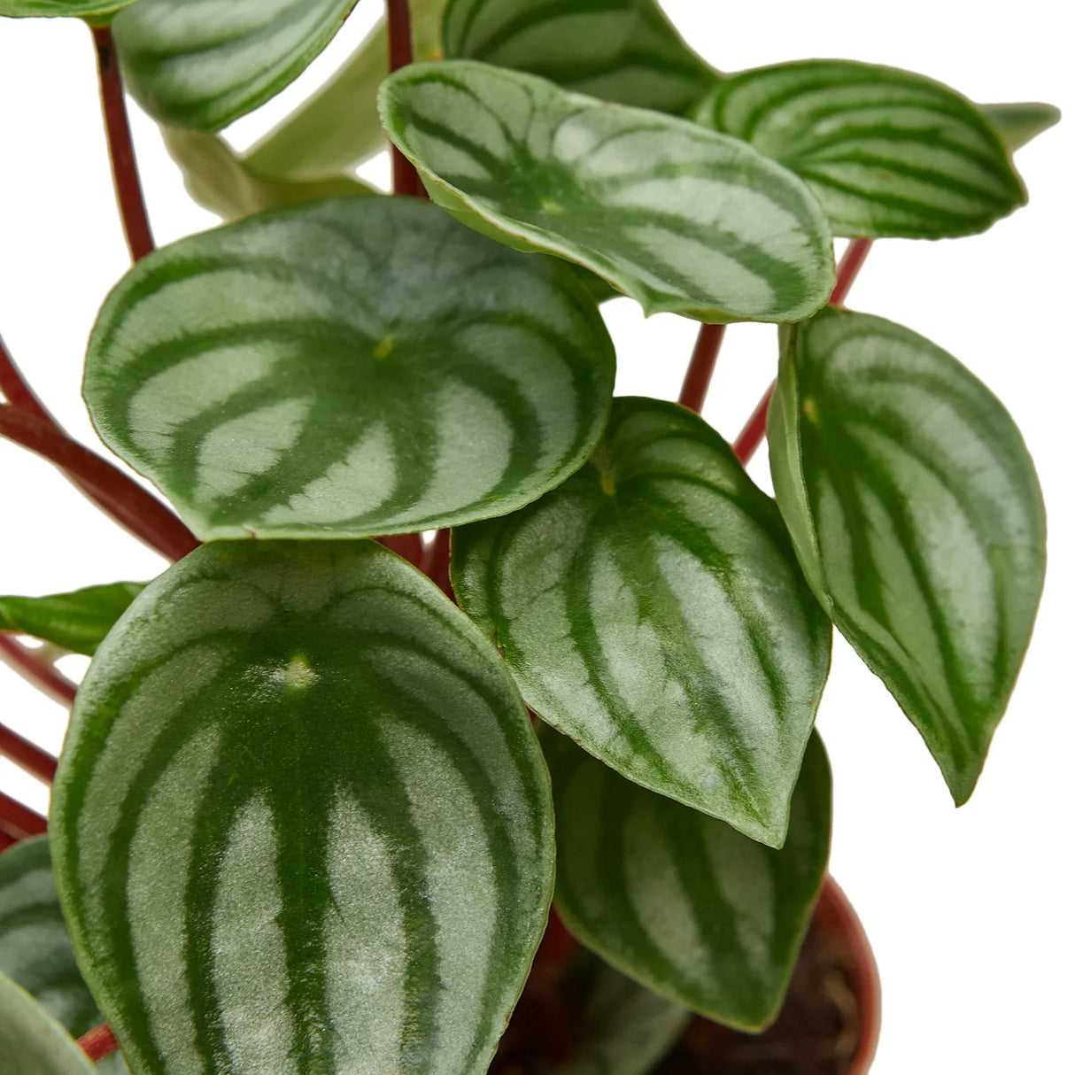 Watermelon peperomia houseplant foliage showing the leaves with a watermelon like pattern.