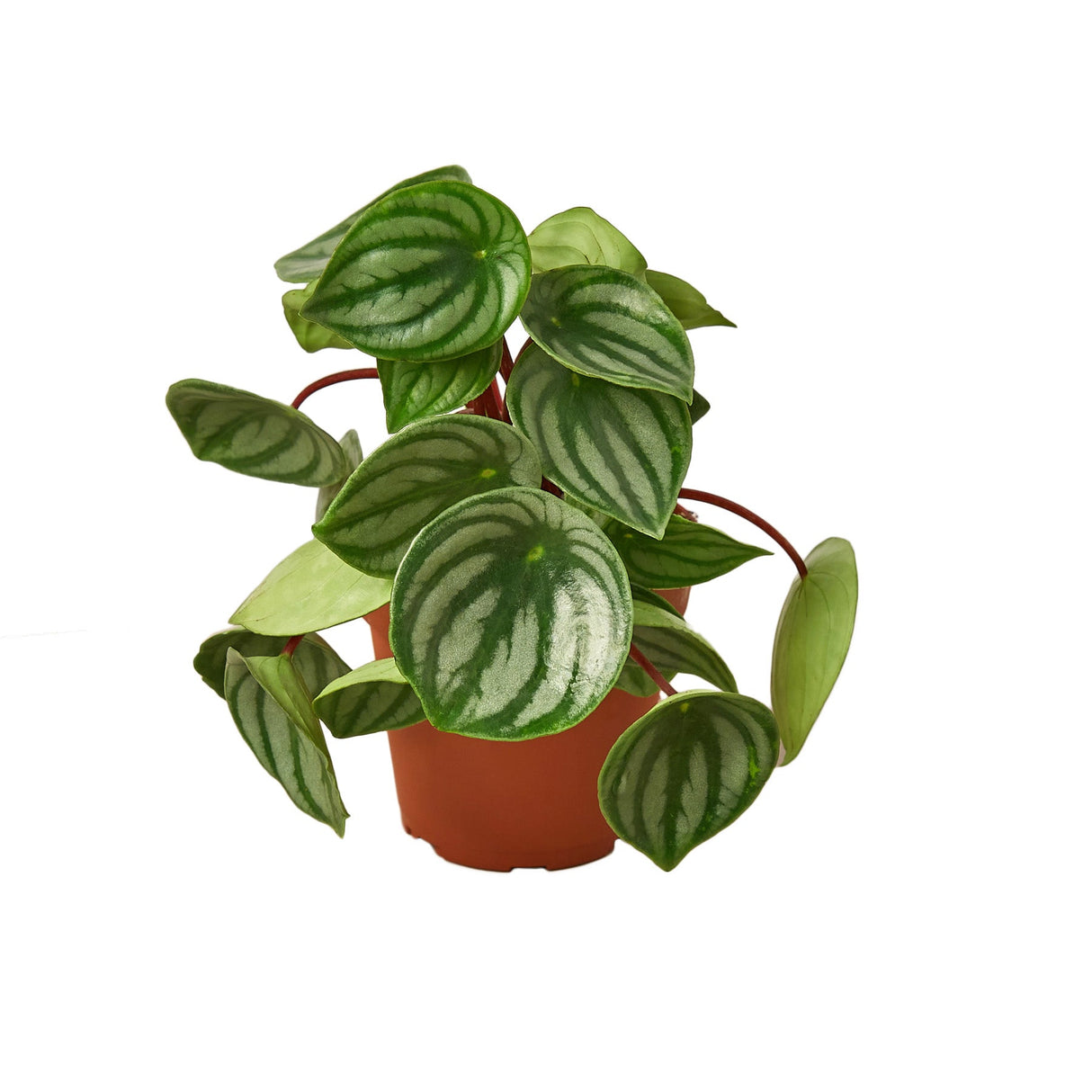 Watermelon peperomia houseplant in nursery planter on white background