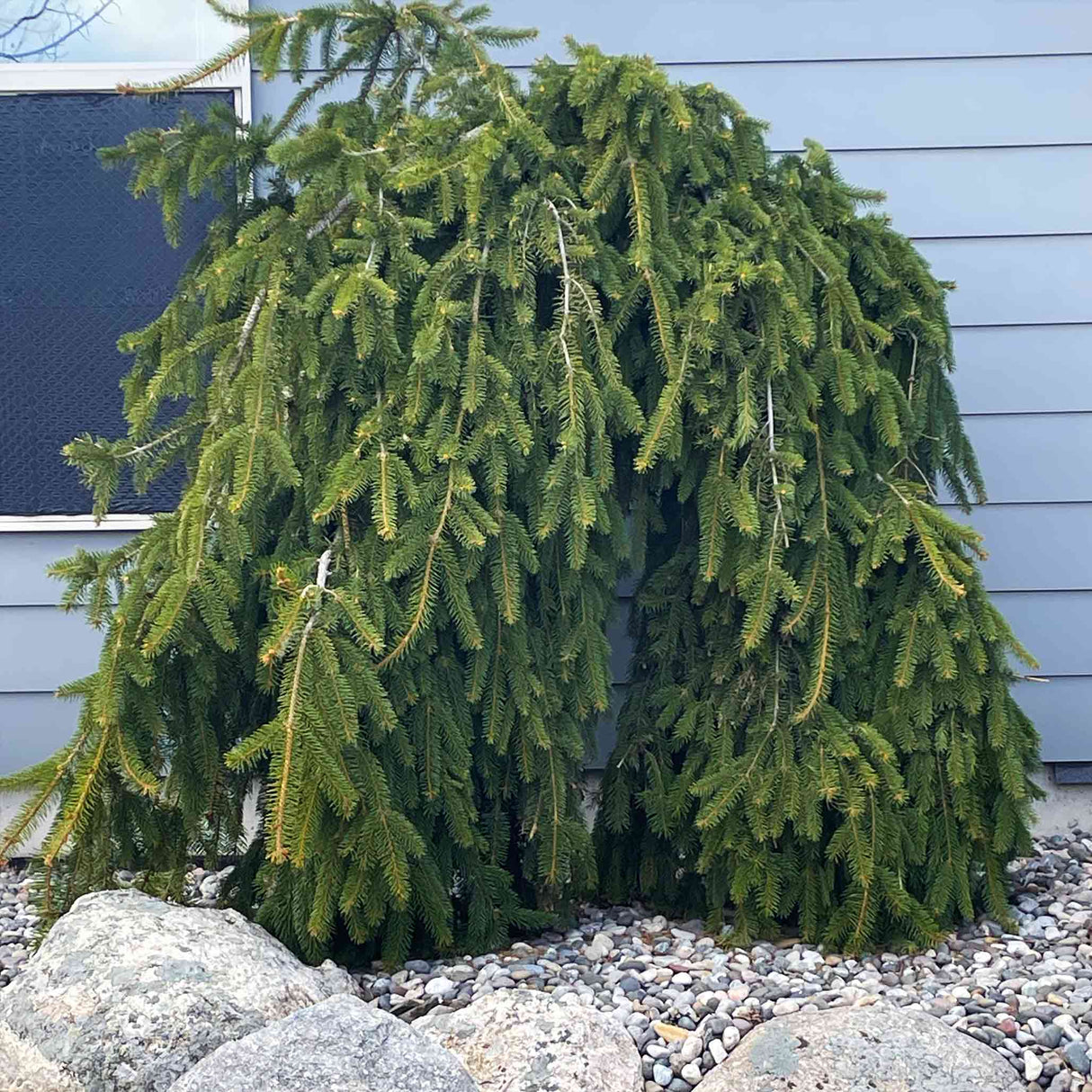 A mature Weeping Norway Spruce with drooping branches near a house, bordered by stones.